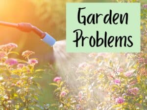 a flower bush getting sprayed with a pesticide and text overlay that reads garden problems
