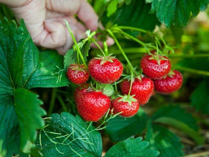 a bunch of freshly grown strawberries still on the plant