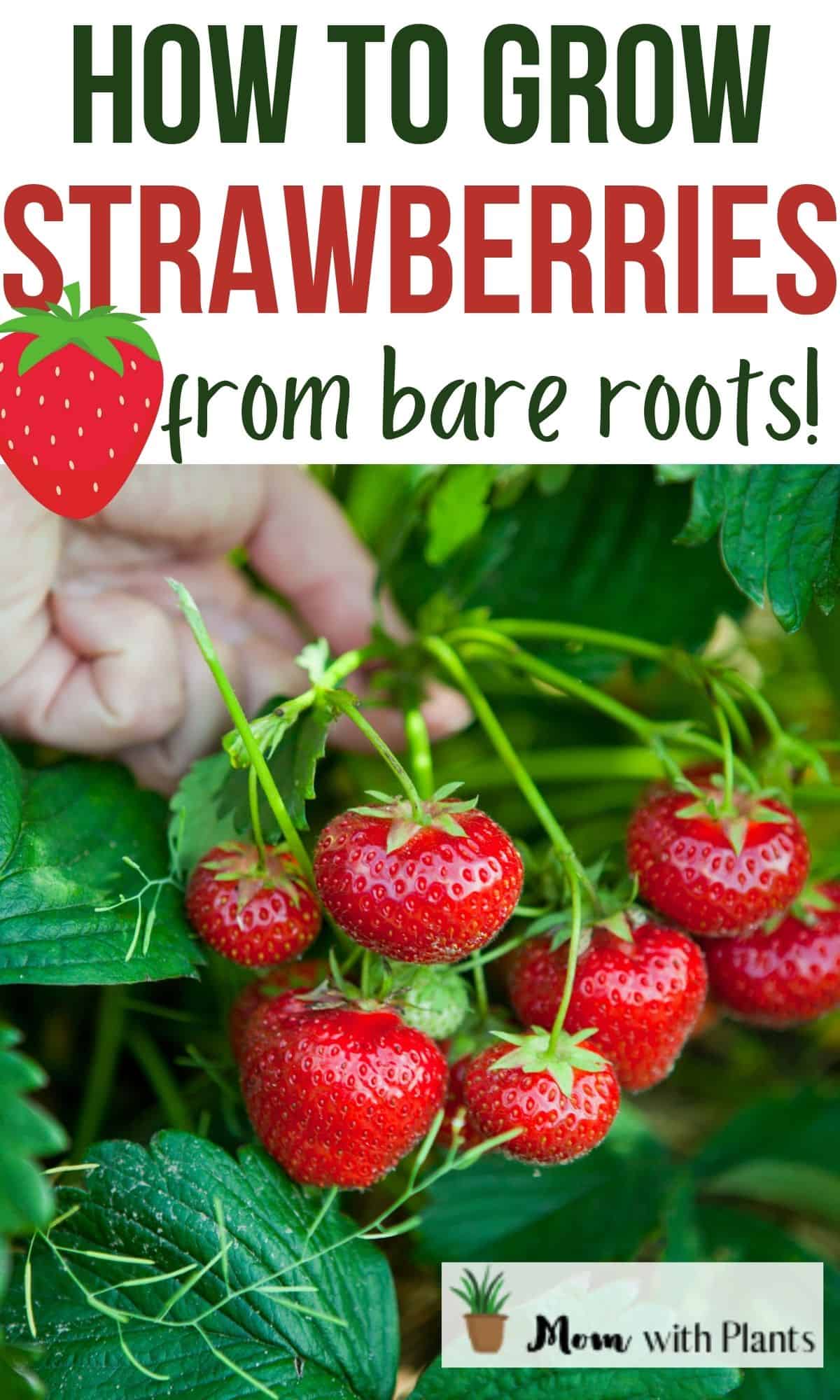 a bunch of freshly grown strawberries on a plant with text overlay that reads how to grow strawberries from bare roots