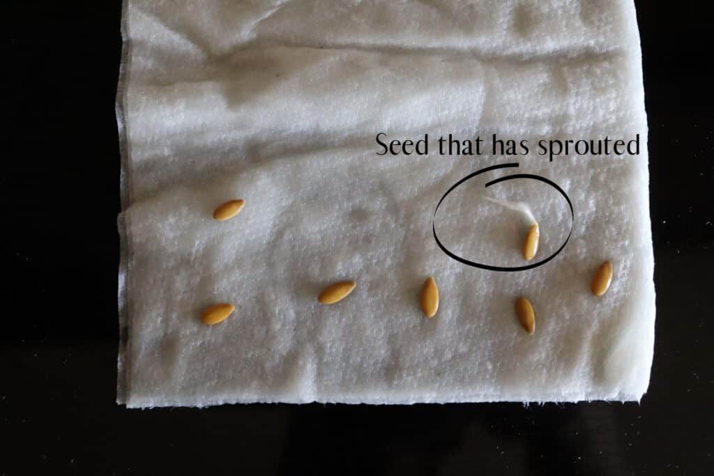 a bunch of seeds on a wet paper towel with one seed circled and text that says seed that has sprouted