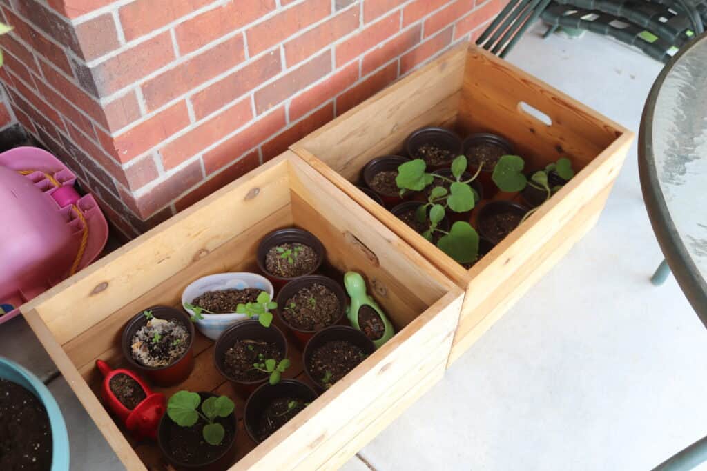 seedlings in wooden crate being introduced to the outside