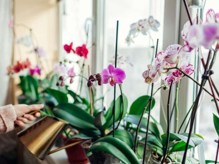 a bunch of orchids indoors growing by a window