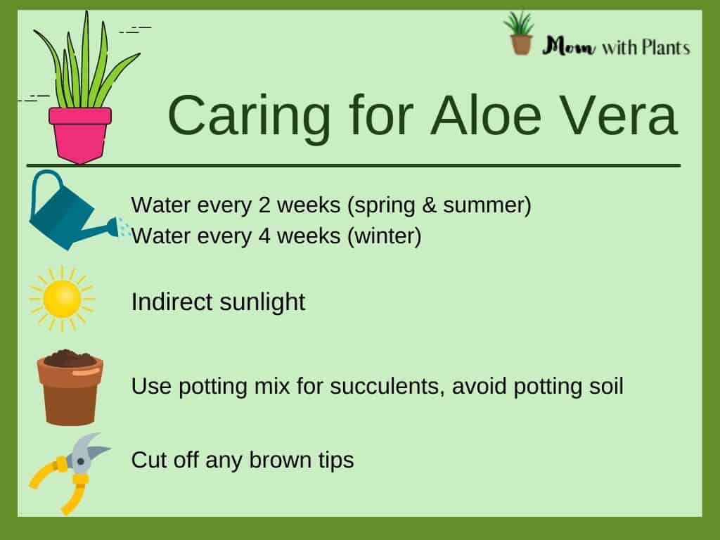 an infographic on how to care for aloe vera including watering and sunlight needs