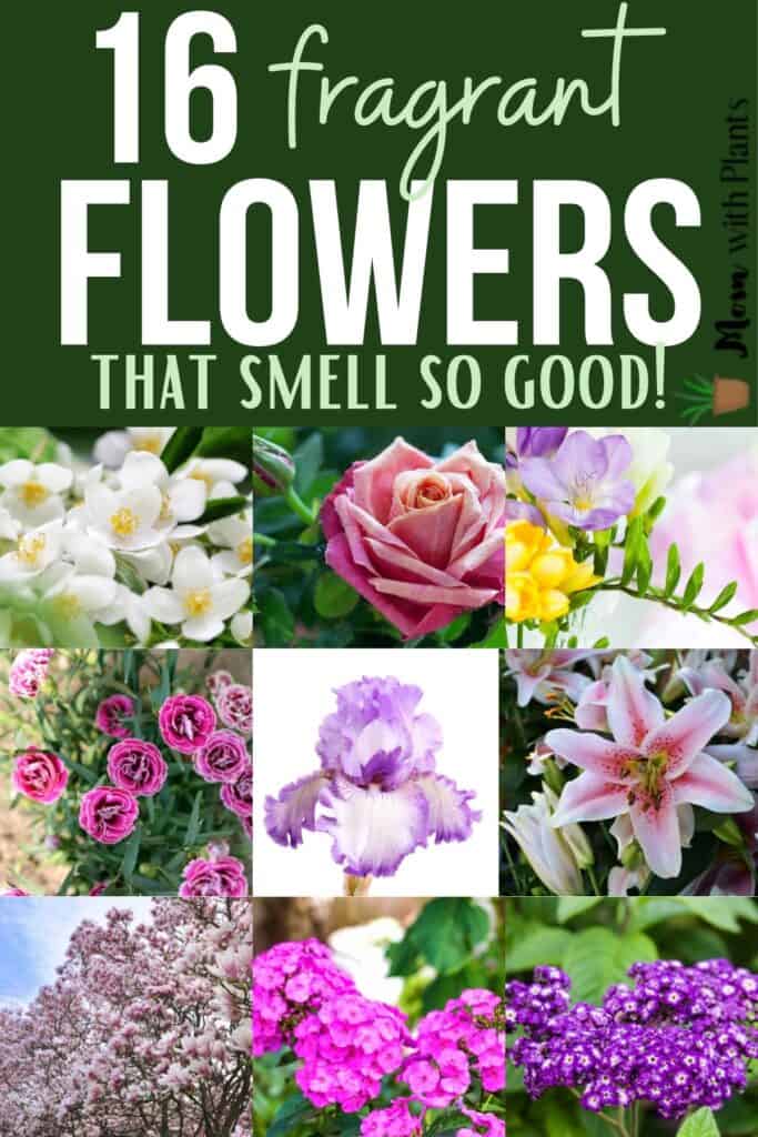 collage of different flowers and text overlay that reads sixteen fragrant flowers that smell so good