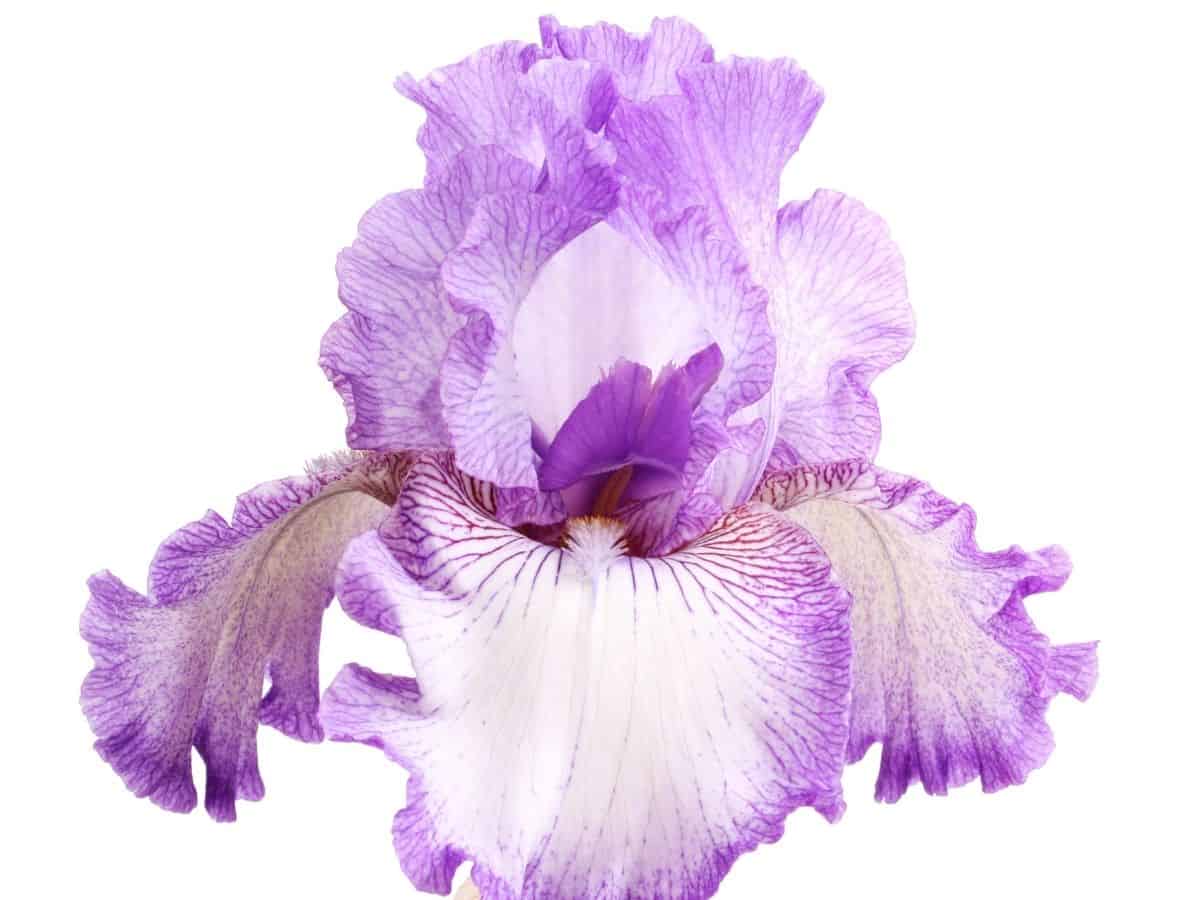 purple and white iris flower