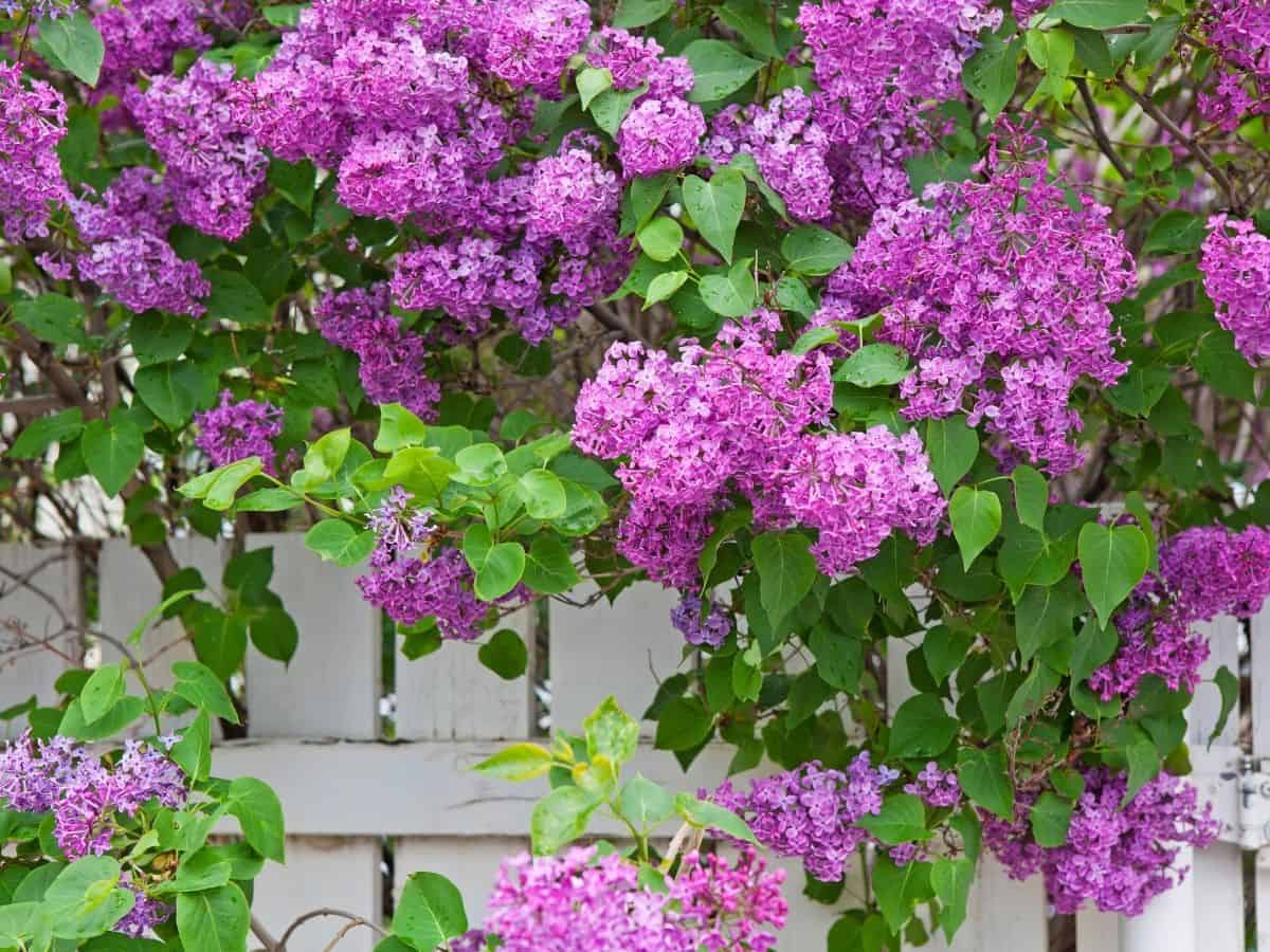 lilac bush growing up a white picket fence