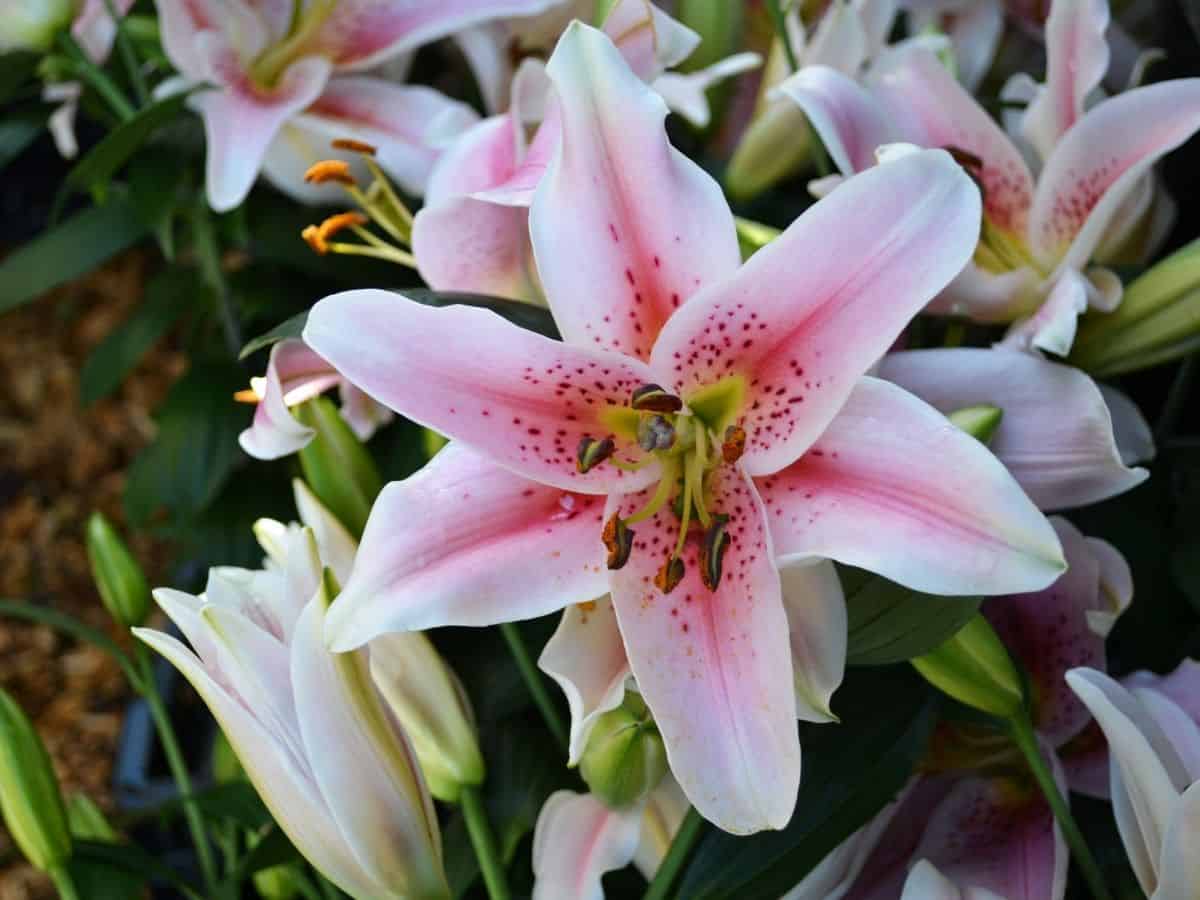 white and pink star gazer lily flowers