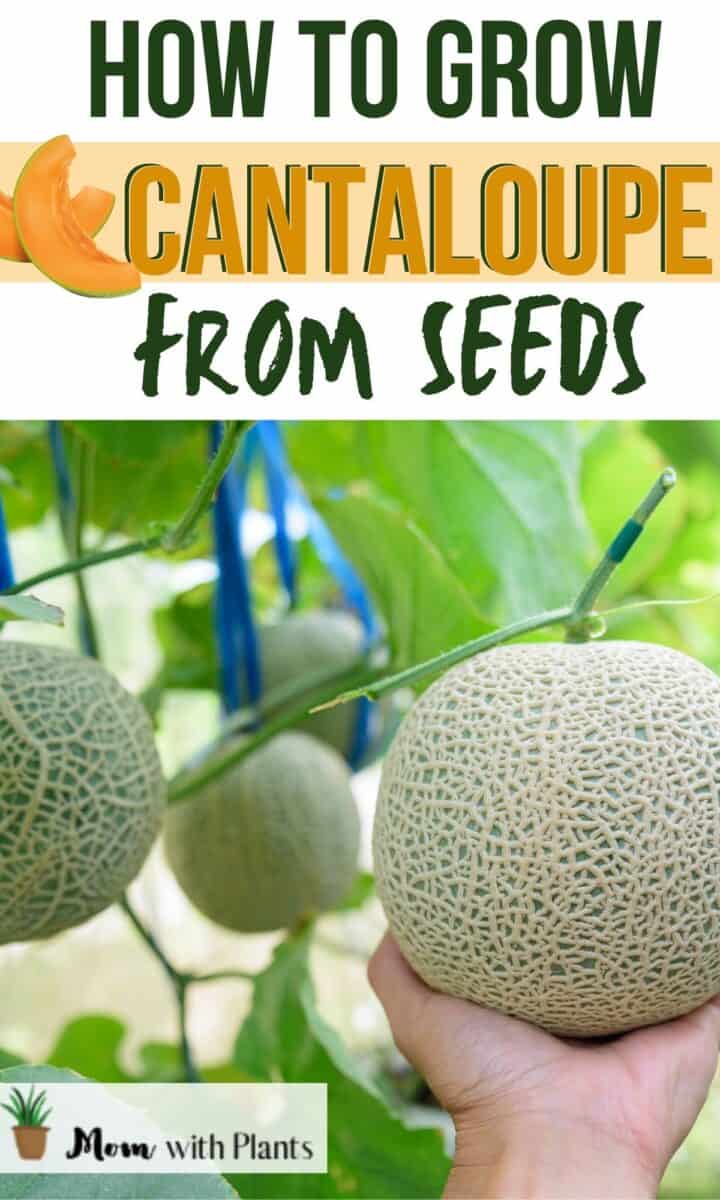 cantaloupe freshly grown with text overlay that reads how to grow cantaloupe from seeds