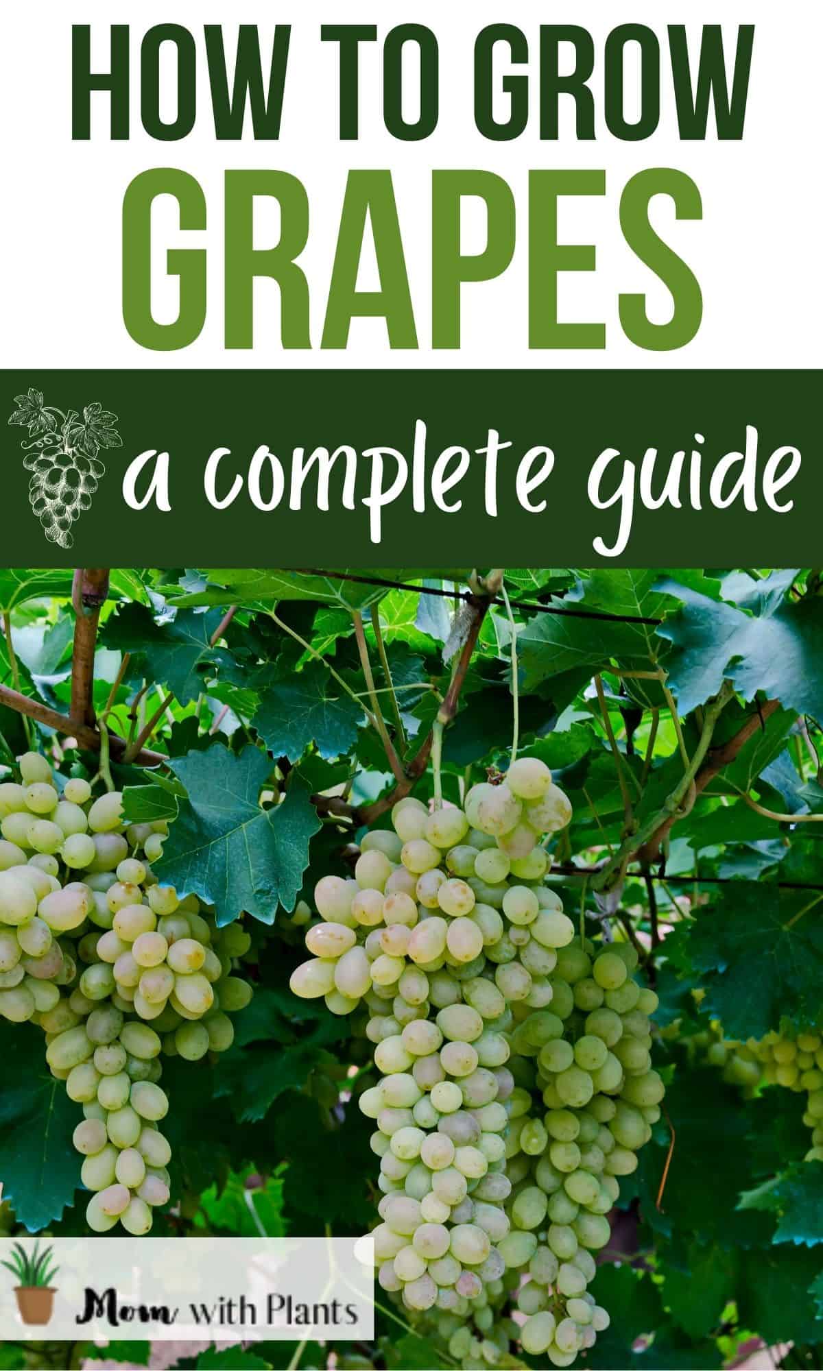 white grapes growing on a vine with text overlay that reads how to grow grapes a complete guide