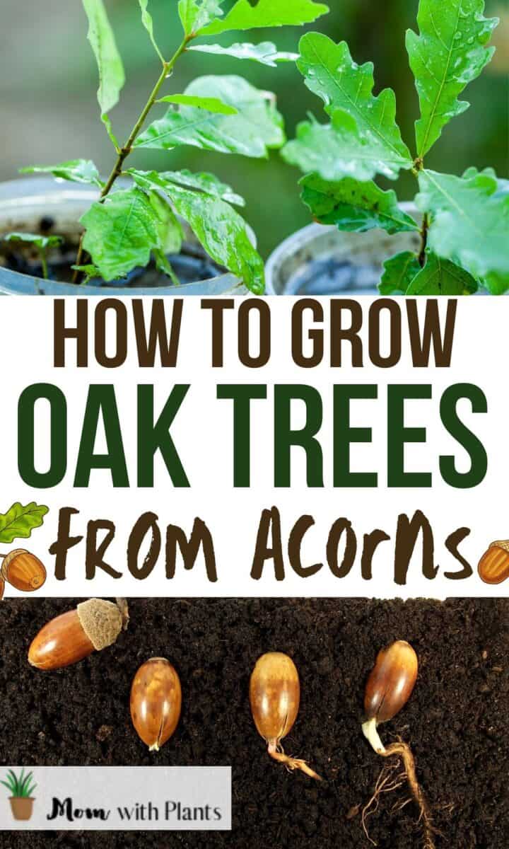 oak trees and acorns growing with text overlay that reads how to grow oak trees from acorns