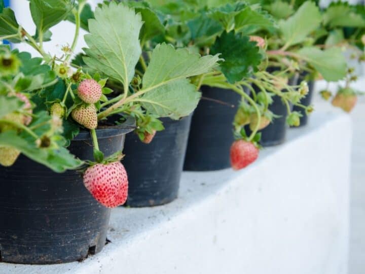 strawberry plants growing in pots