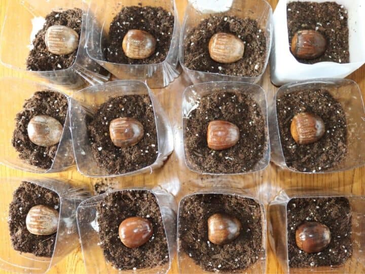 twelve acorns being planted in pots with potting soil