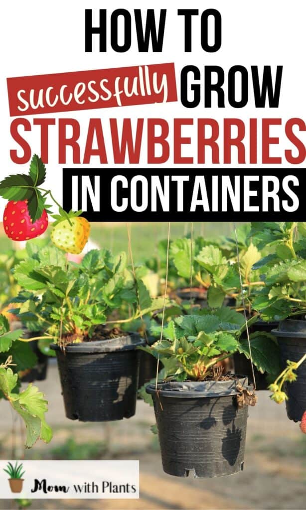 strawberries growing in hanging pots with text overlay that reads how to successfully grow strawberries in containers