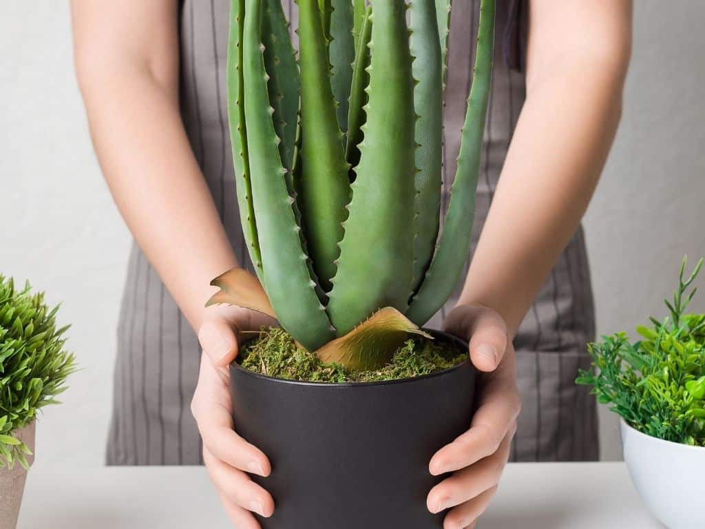 aloe vera rötungen Aloe Vera Gold Hautgel