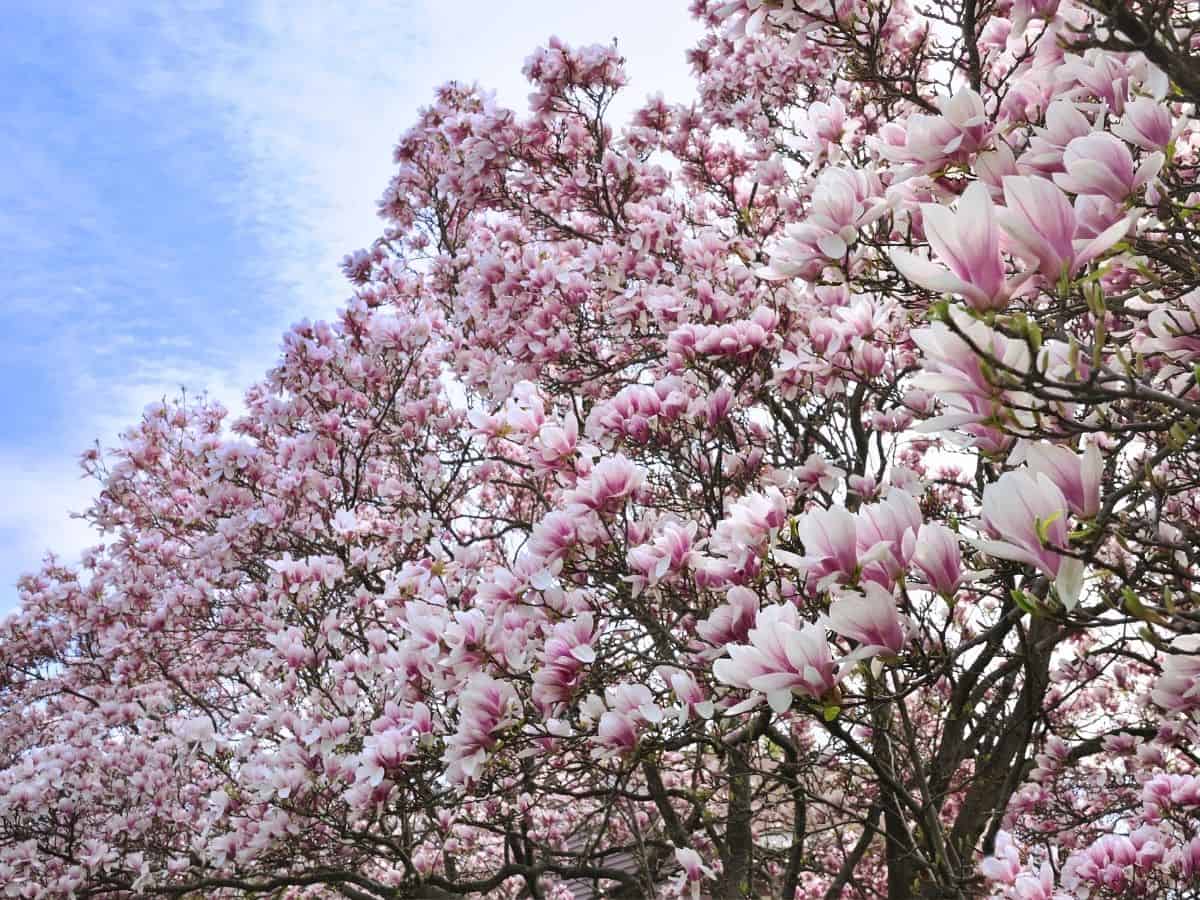 pink and white magnolia flowers blooming on trees