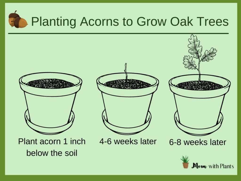an infographic about planting acorns to grow oak trees