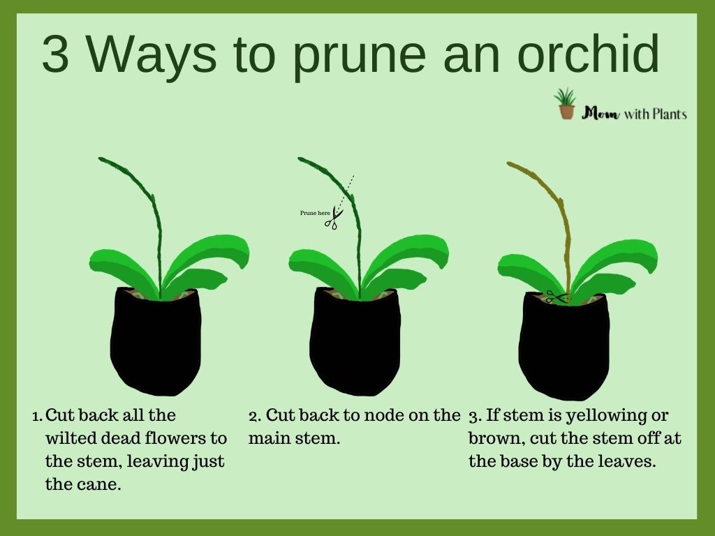 an informational graphic showing 3 ways to prune an orchid