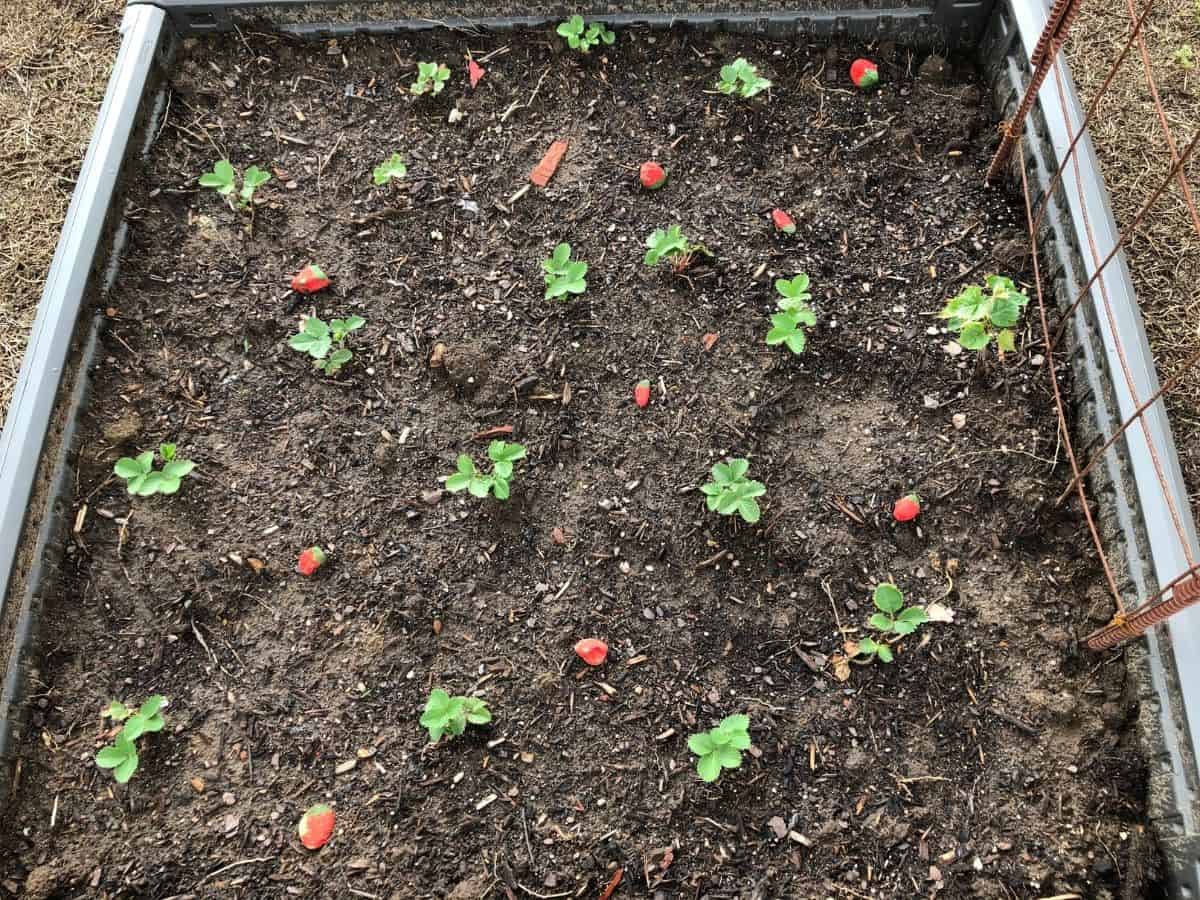 rocks painted to look like strawberries in a garden bed with strawberry plants