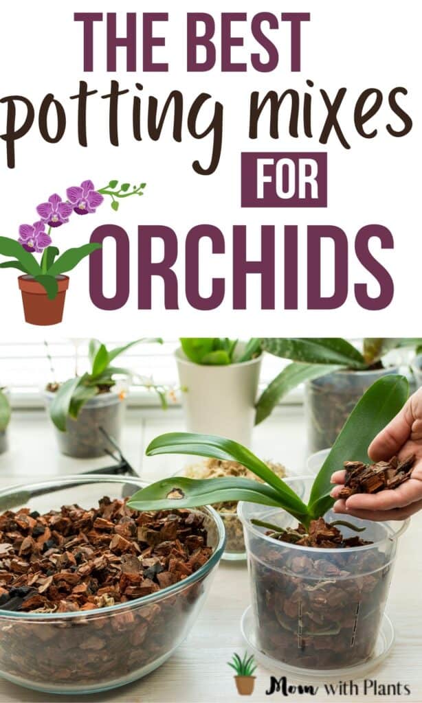 an orchid with new potting mix being added to it and text overlay that reads the best potting mixes for orchids