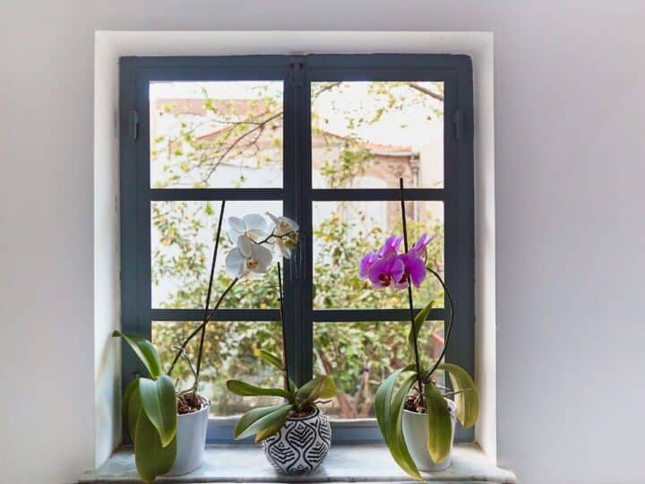 three orchids by a window with yellow drooping leaves