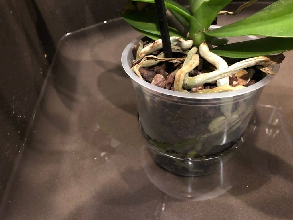an orchid soaking in warm water