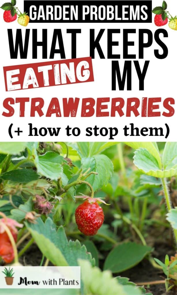 strawberry plants that have been eaten with text overlay that reads what keeps eating my strawberries