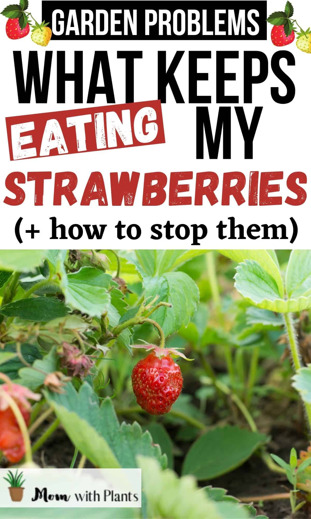 strawberry plant being eaten with text overlay that reads garden problems what keeps eating my strawberries plus how to stop them