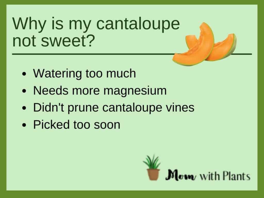 an infographic about why cantaloupe is not sweet