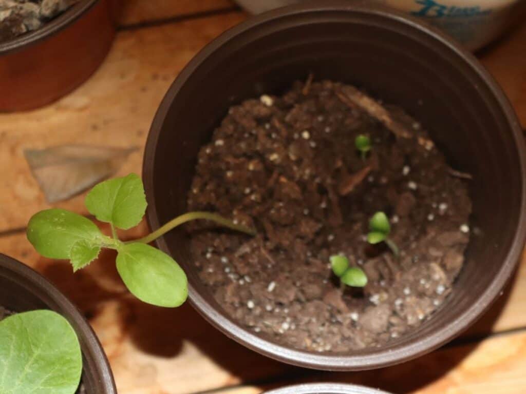 four young cantaloupe seedlings in a pot