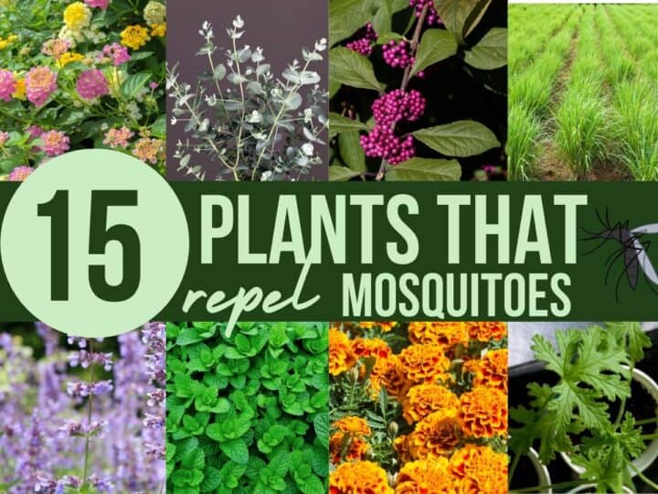 collage of eight different flowers and herbs with text overlay that reads fifteen plants that repel mosquitoes