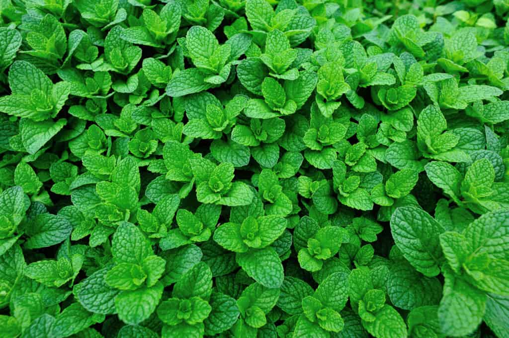 large spread of mint growing in a garden