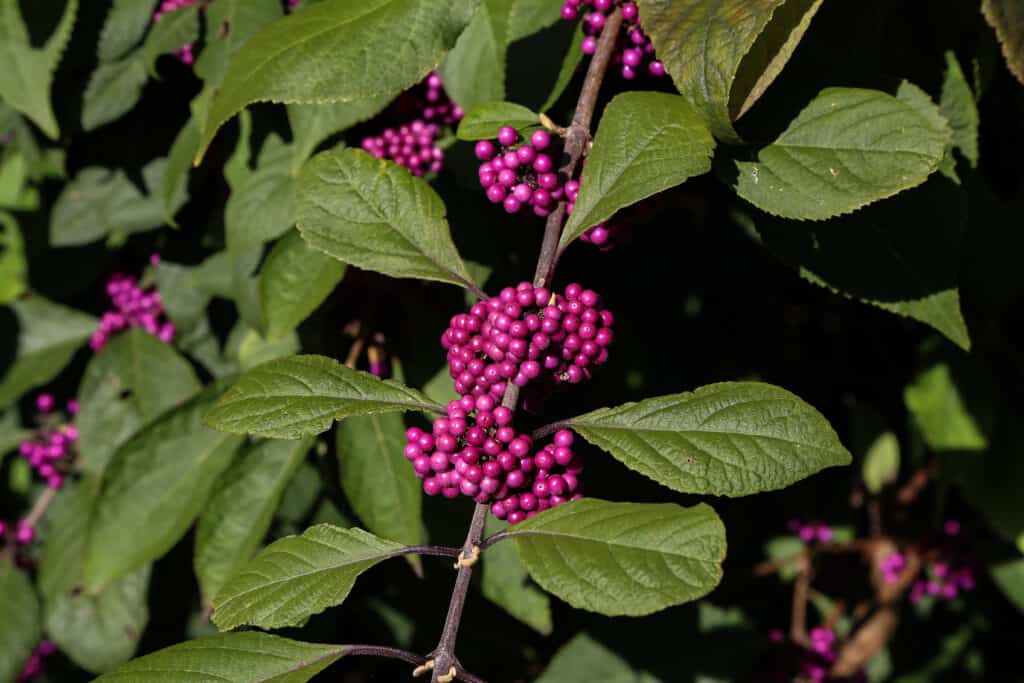 close up photo beautyberry bush