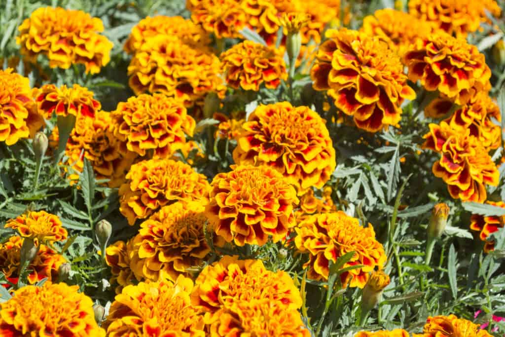 orange marigold flowers growing