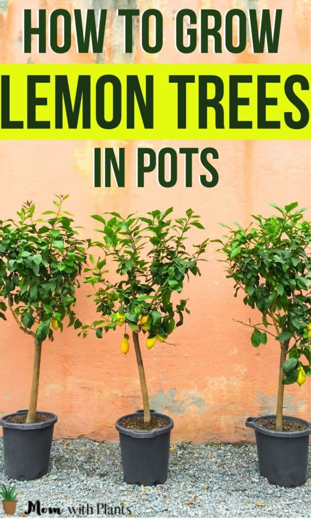 three healthy lemon trees growing in pots with text overlay that reads how to grow lemon trees in pots