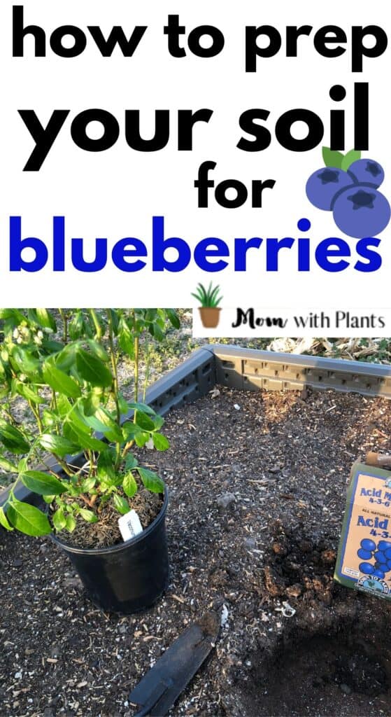 a blueberry plant near a freshly dug hole with fertilizer with text overlay that reads how to prep your soil for blueberries