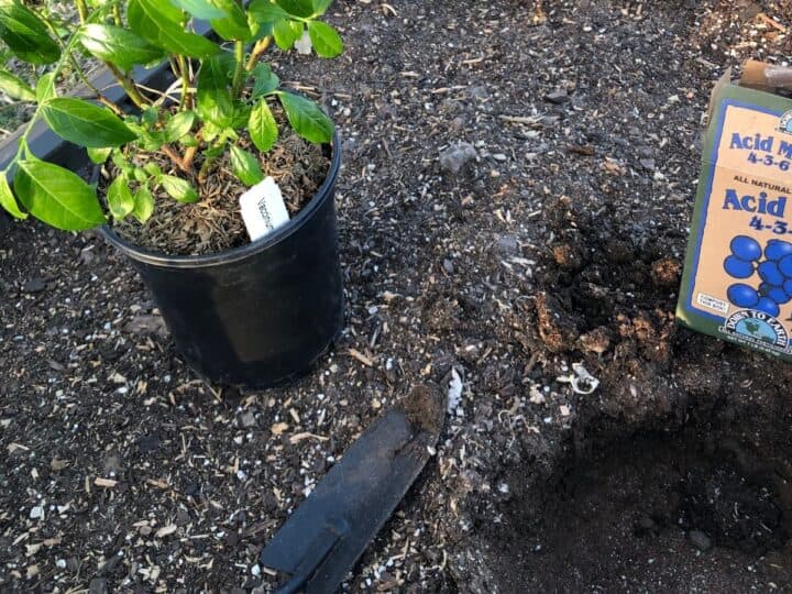 a new blueberry plant by a hole with fertilizer