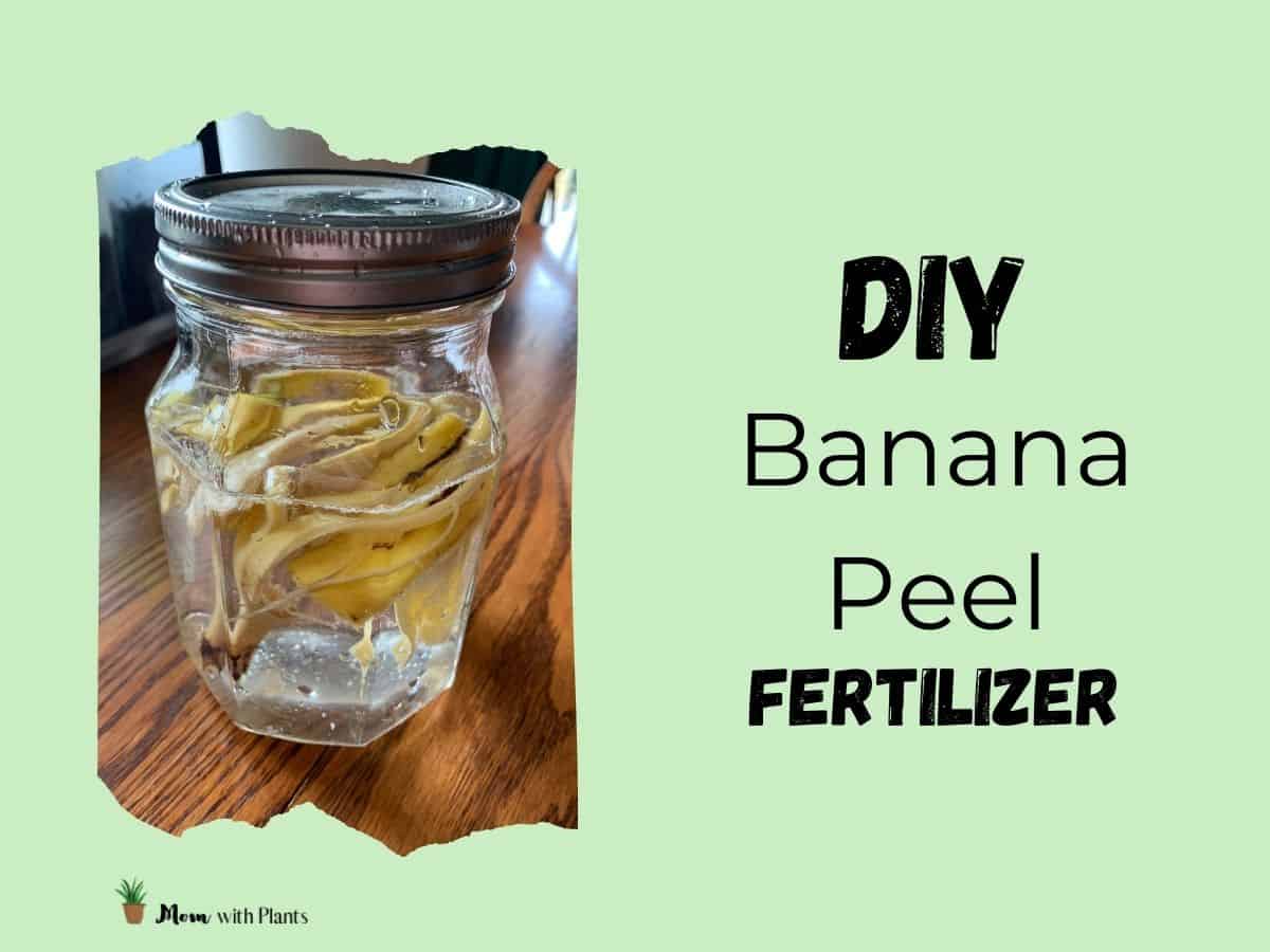 a mason jar with water and banana peels and text overlay that reads DIY banana peel fertilizer