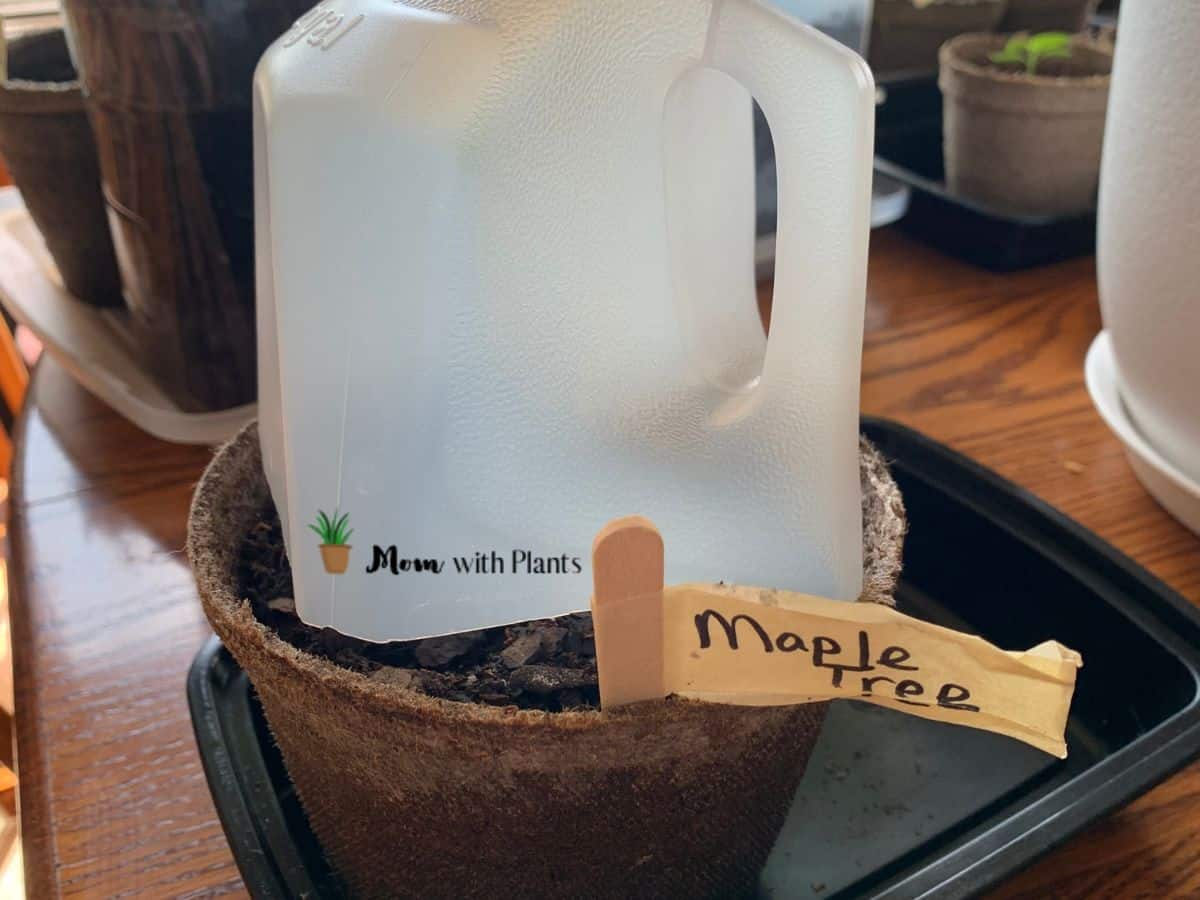 a pot of soil with a milk jug and a garden marker that says maple tree