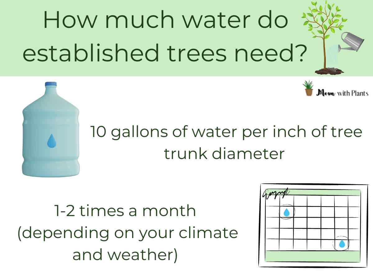 an infographic showing how much water established trees need , 10 gallons of water per inch of tree trunk diameter and 1-2 times a month depending on your climate and weather