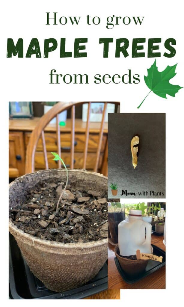 collage showing a maple tree sprouted a maple seed and a milk jug over a pot with text overlay that reads how to grow maple trees from seeds