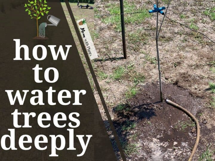 tree being watered by a garden hose with text overlay that reads how to water trees deeply