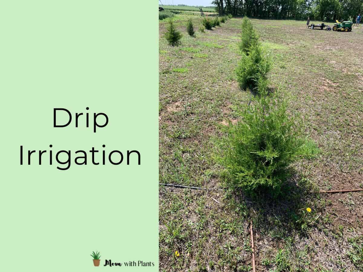 cedars trees with drip irrigation hose by them and text overlay that reads drip irrigation
