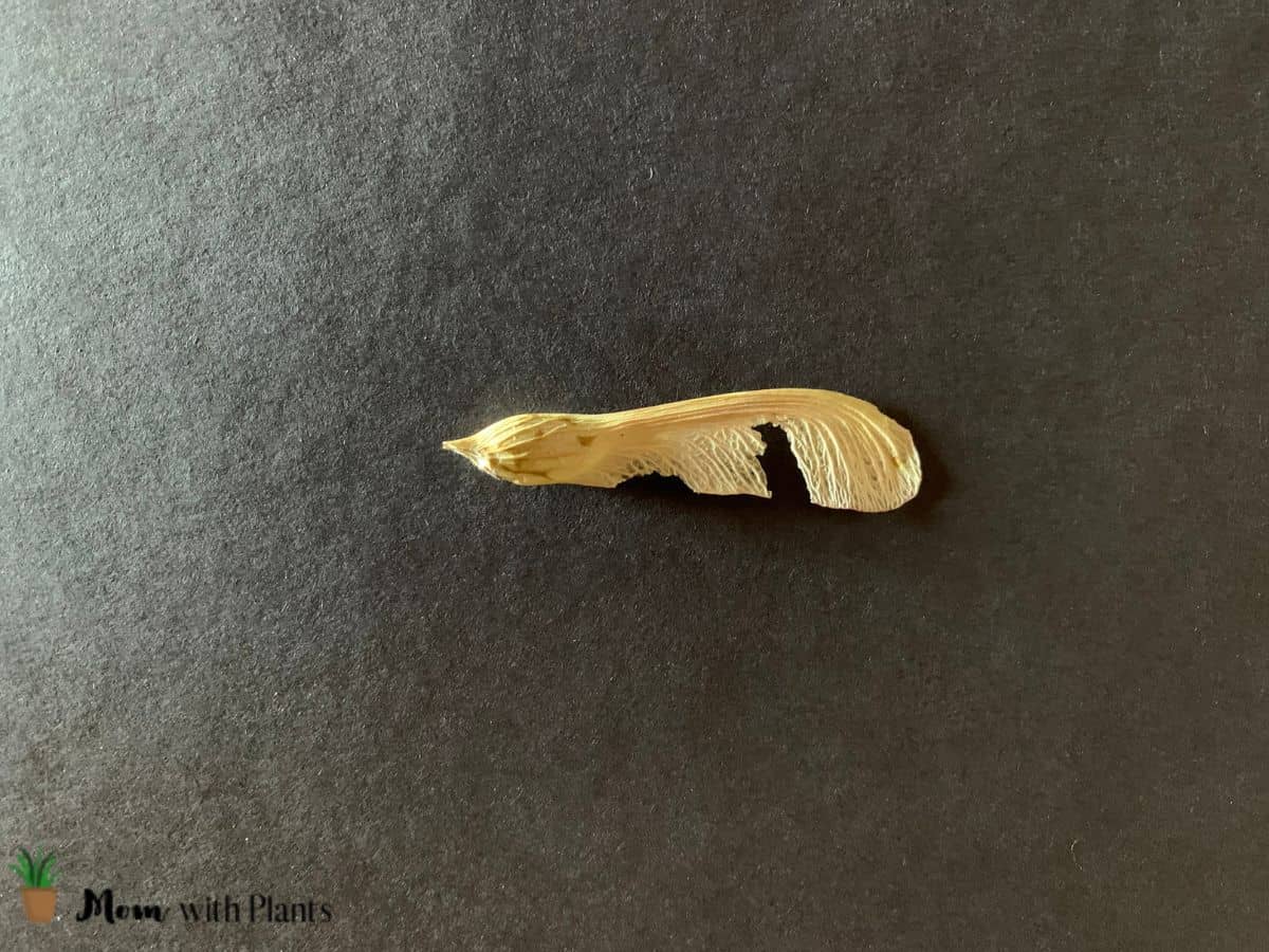 a maple tree seed