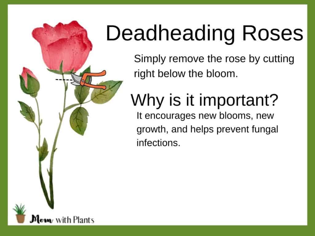An infographic showing how to deadhead roses and why it's important