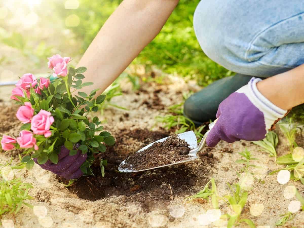 a woman finishing planting a small rose bush in the garden