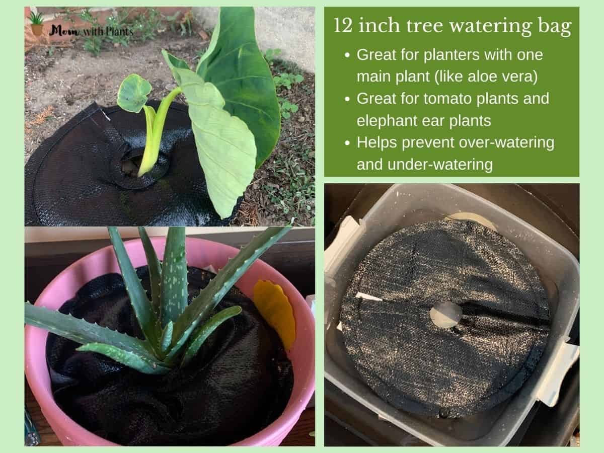 elephant ear and aloe vera plant with tree watering bag and same bag being soaked in water with text overlay that reads 12 inch tree watering bag great for planters with one main plant aloe vera great for tomato plants and elephant ear plants helps prevent over watering and under watering