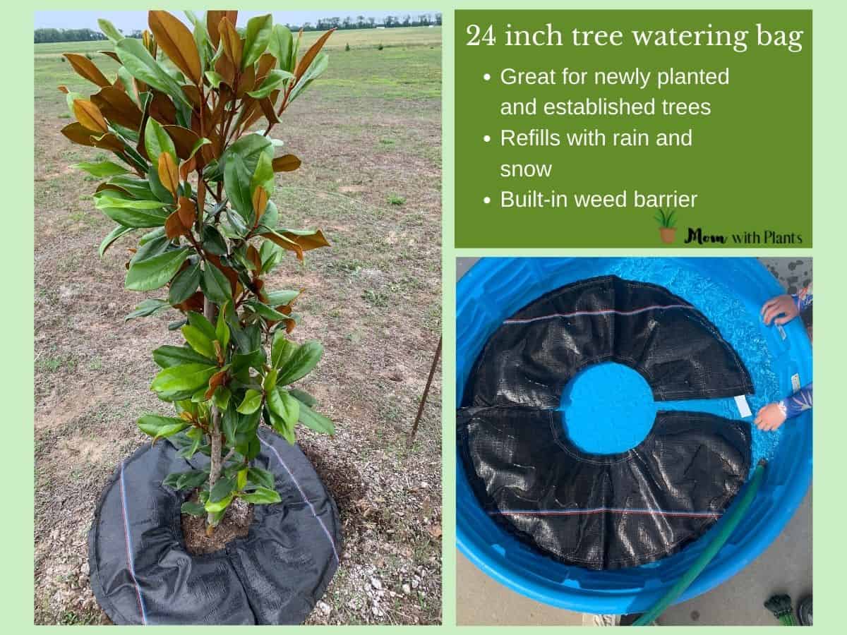 a magnolia tree with a steady spring watering bag and the same bag being soaked in water with text overlay that reads 24 inch tree watering bag great for newly planted and established trees refills with rain and snow built in weed barrier