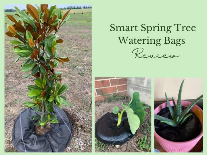 a magnolia tree elephant ear plant and aloe vera with tree watering bags and text overlay that reads smart spring tree watering bag review