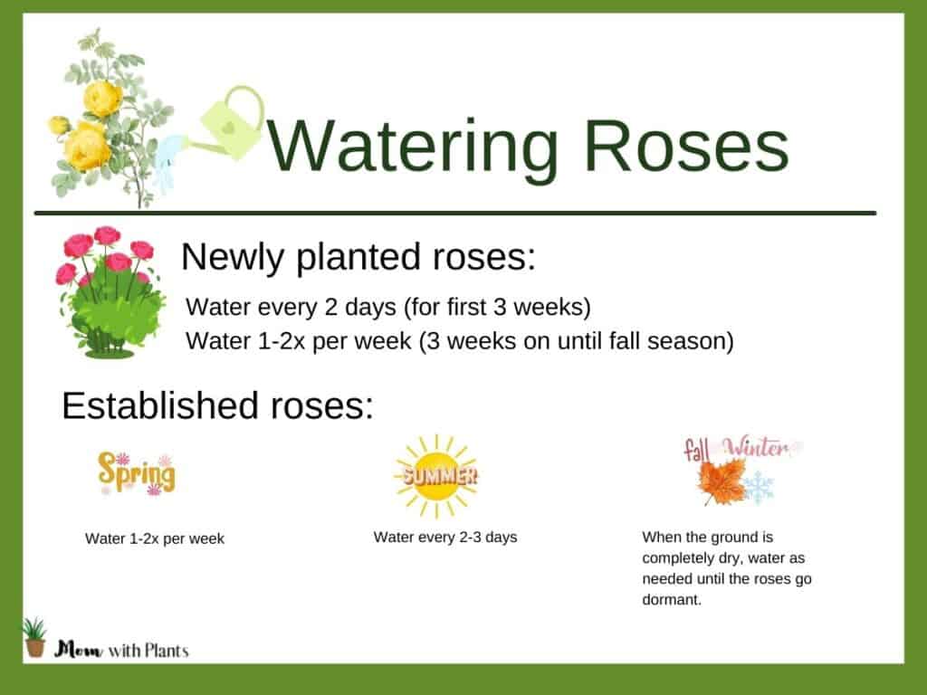 an infographic showing watering roses for newly planted roses and established roses in the spring summer fall and winter