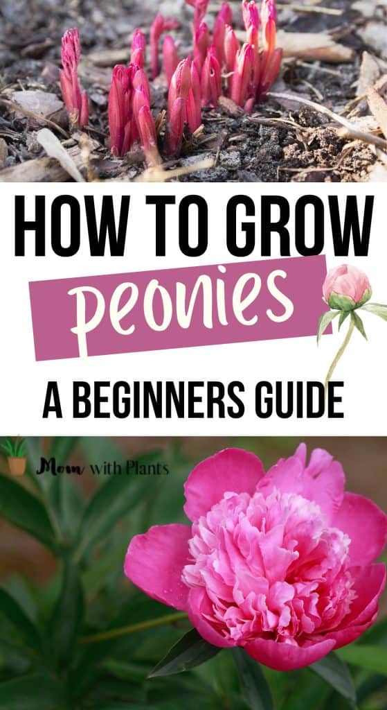 peonies sprouting through the ground and a pink peony bloom with text overlay that reads how to grow peonies a beginners guide